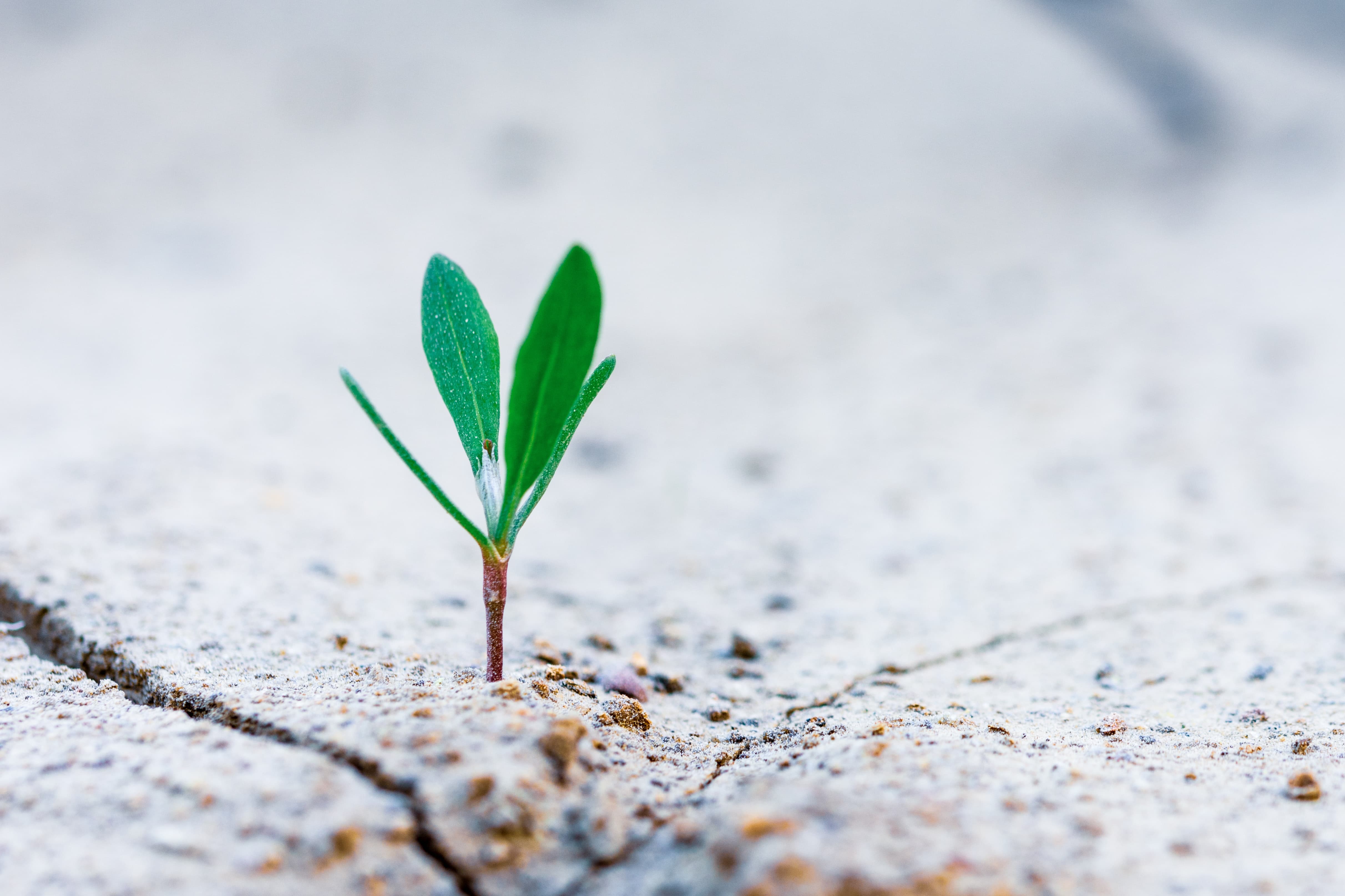 A green shoot pushing up through cracked earth.